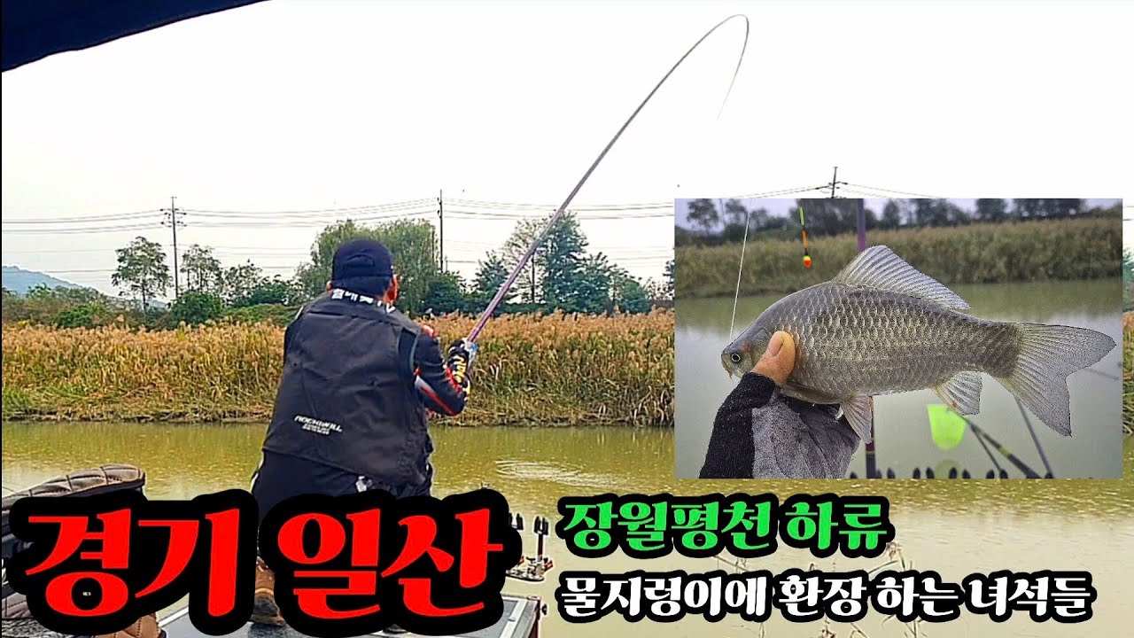 경기일산 장월평천/물때에 따라서 큰손맛을 볼수 있는곳/가을 특급 대물터