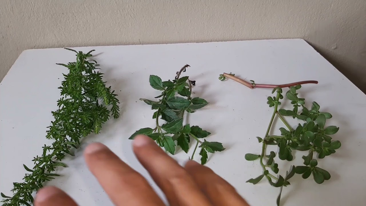3 plantas que foguear de mais ó galo de Campina se fornecida dá formar correta