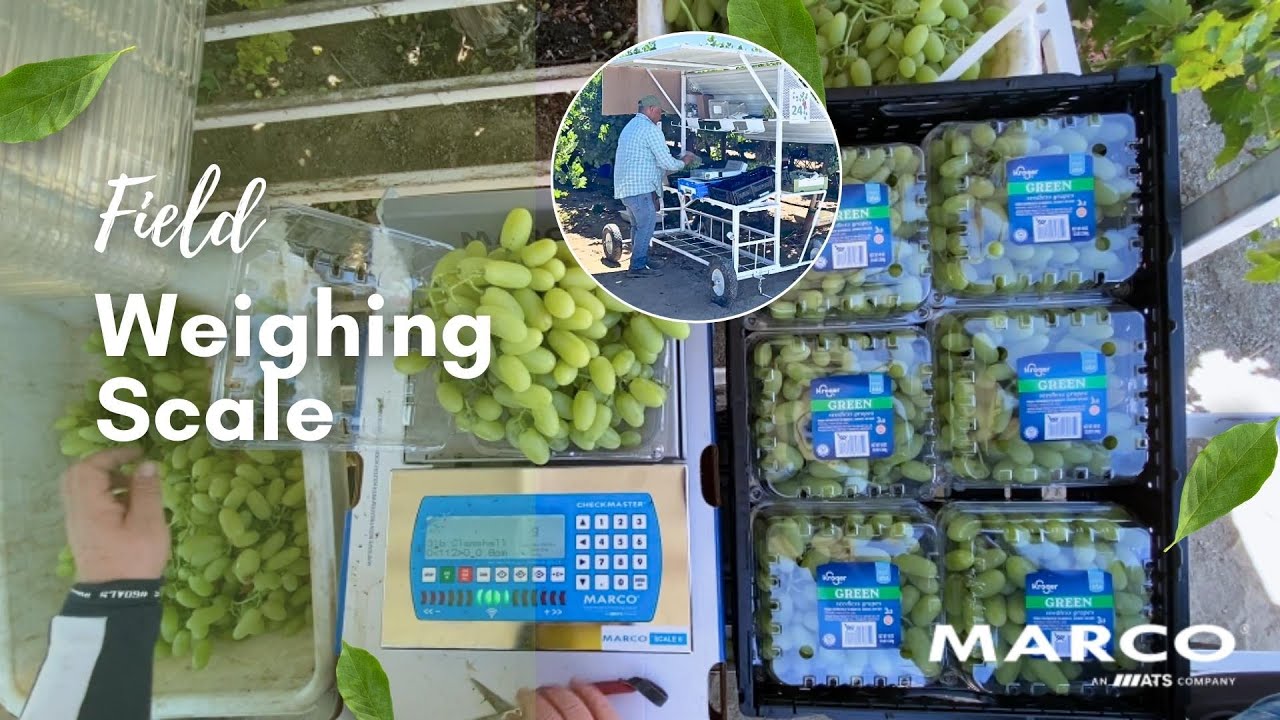 Weighing & Packing Grapes with Marco Field Weighing Scale
