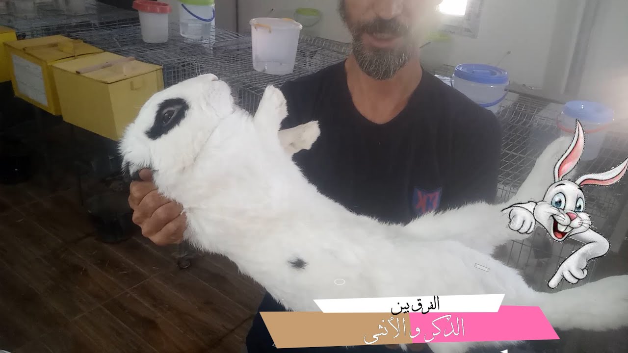 التمييز بين الذكر و الأنثى في الأرانب