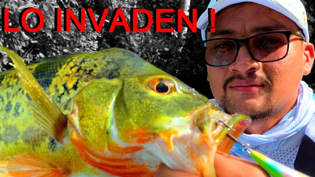 🚫Pesca de Robalo y Sargento en  EL CANAL DE PANAM&Aacute; |💀 Nueva Especie INVASORA 2021 PARGO ROJO