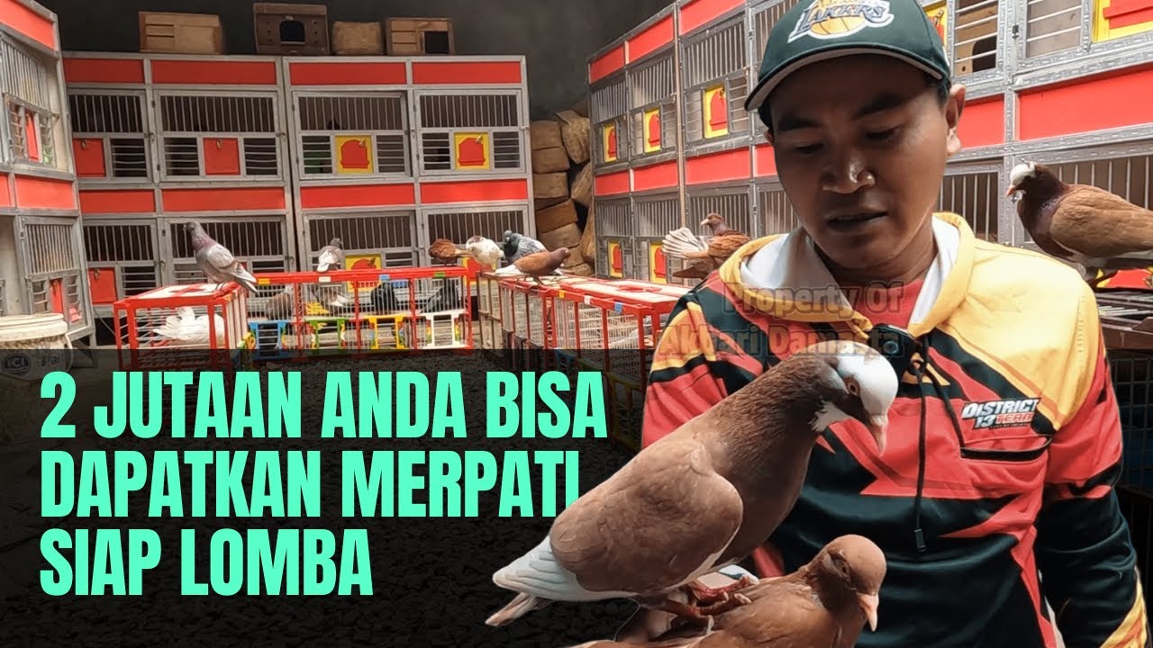 Main Kekandang Pemain dan Peternak Sekaligus Penjual Merpati Team D13 Infinix Bekasi