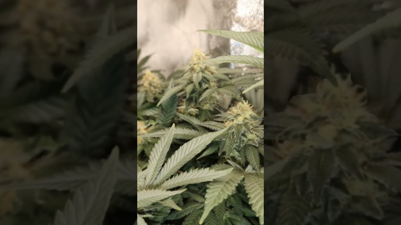 hulkberry royal queenseeds