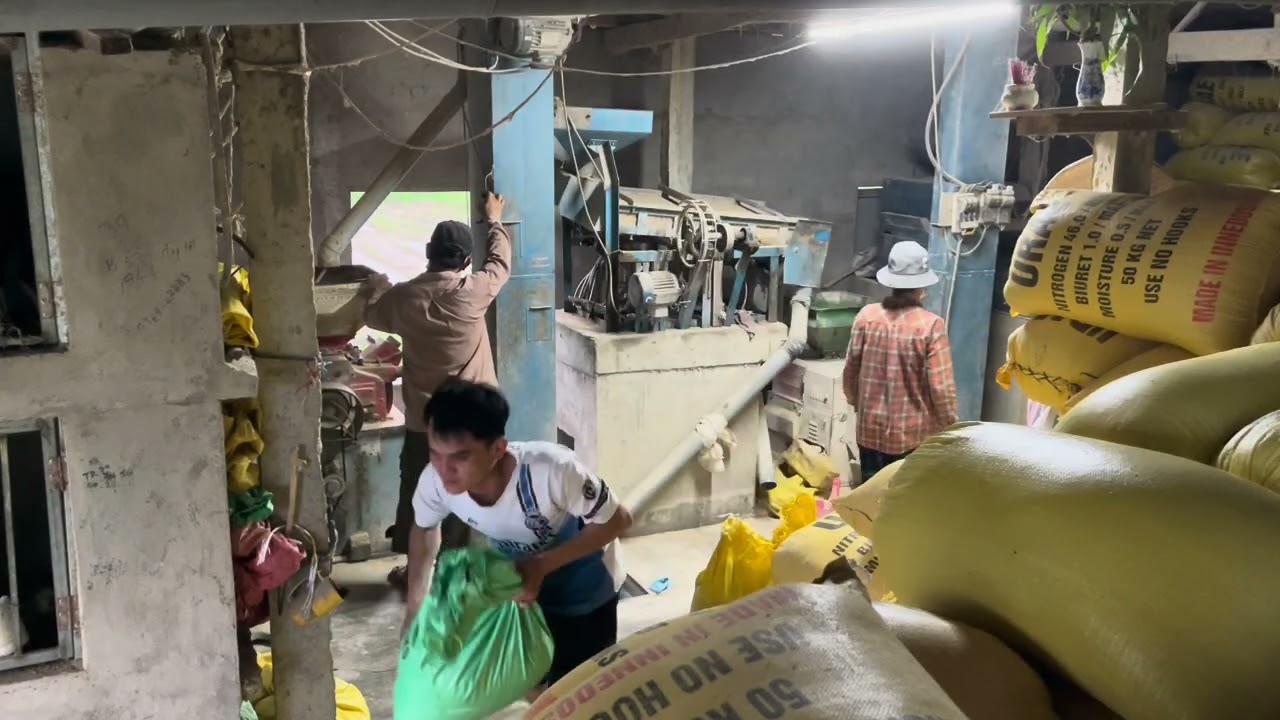 mot ngày đi xay gạo