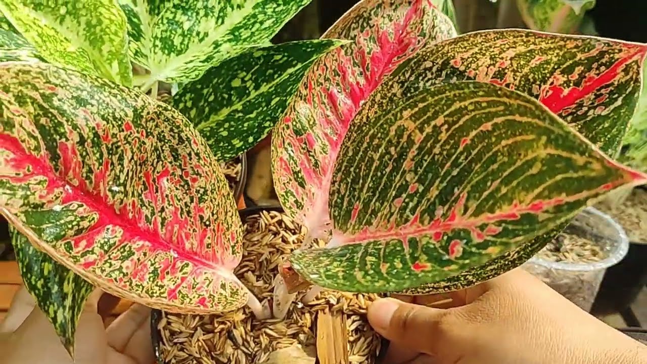 How pretty they are, Aglaonema Adelia and Nadia repotting after having enough roots | propagation