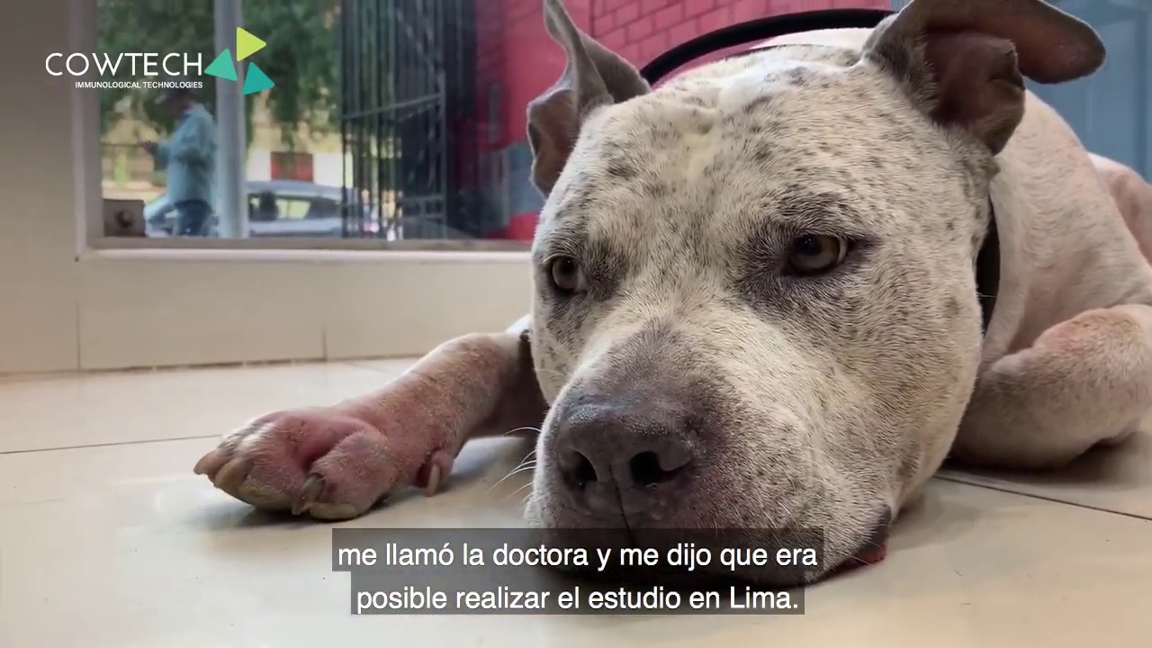 Como determinar y tratar la alergia en perros.