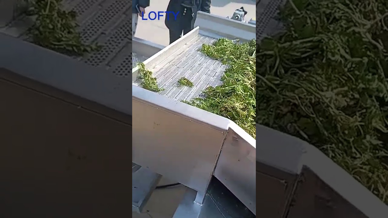 Leafy Vegetable Washing Machine---Automatic Vegetable Washer #restaurant #vegetable #fruit