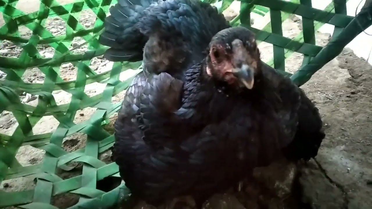 how to raise chickens