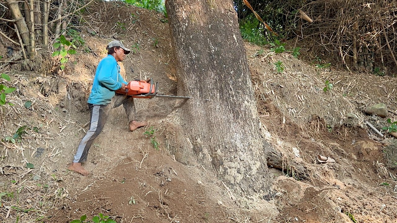 Tough place… cut down 2 trees above the ravine‼️