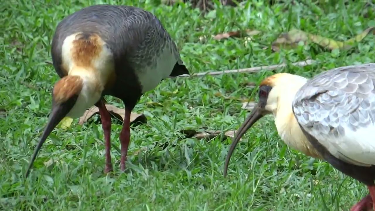 Pantanal