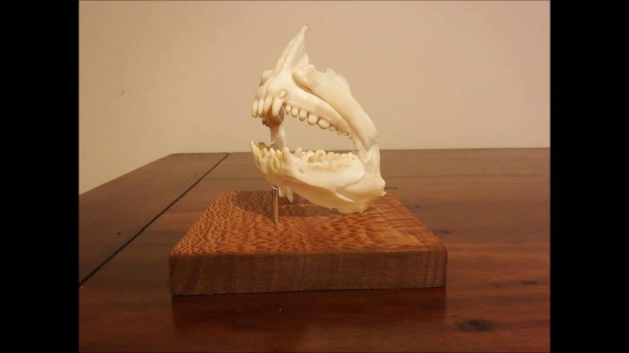 Snapper Jaw Mount