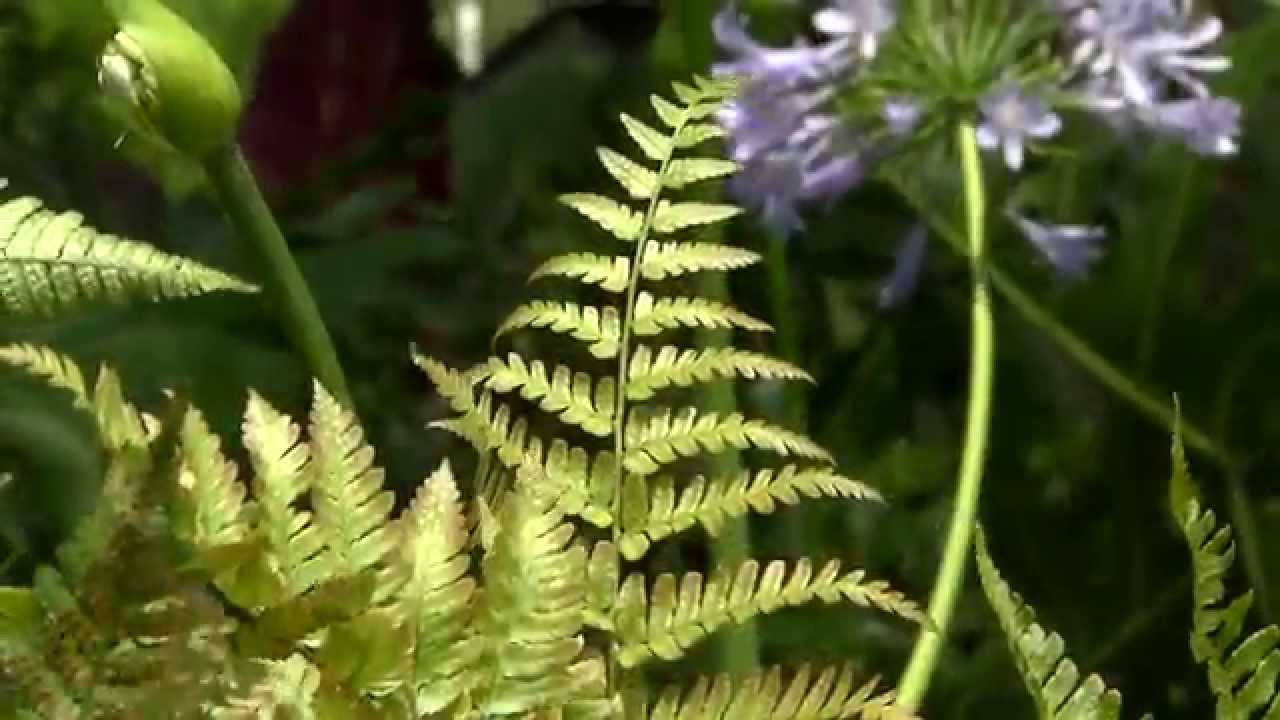 Autumn Ferns stay attractive all through the summer