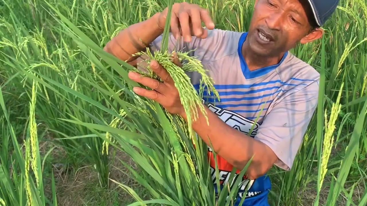 Perawatan bulir padi #padi #viralvideo
