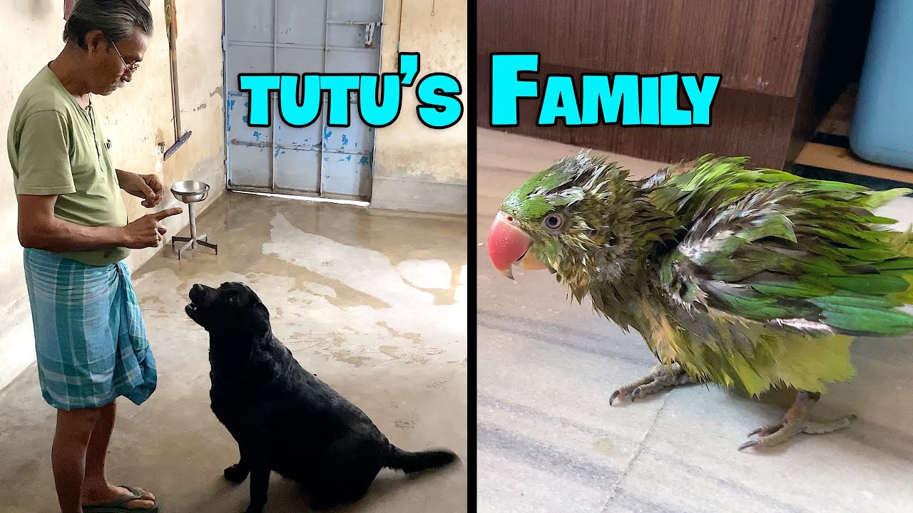 Tutu's Family - Our Labrador Dog || Tutu Talking Parrots
