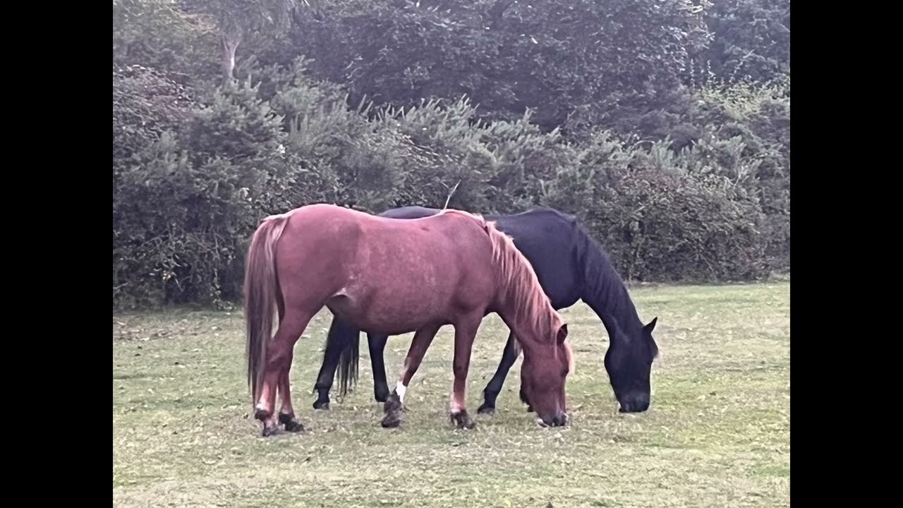 The New Forest stop over, at Ocknell Campsite