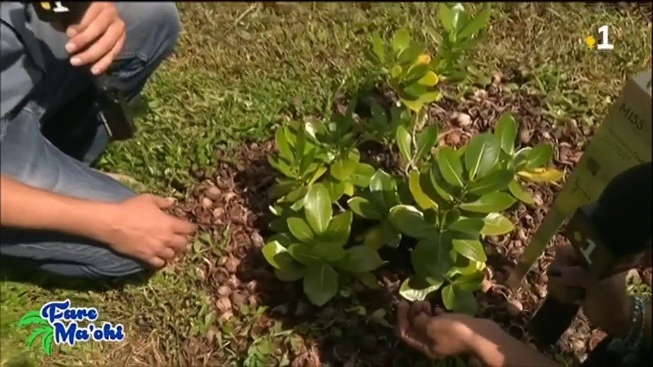 A TOMO MAI #2 : Visite de la plantation de fleurs de Tiare Tahiti  à Papara (1/2)