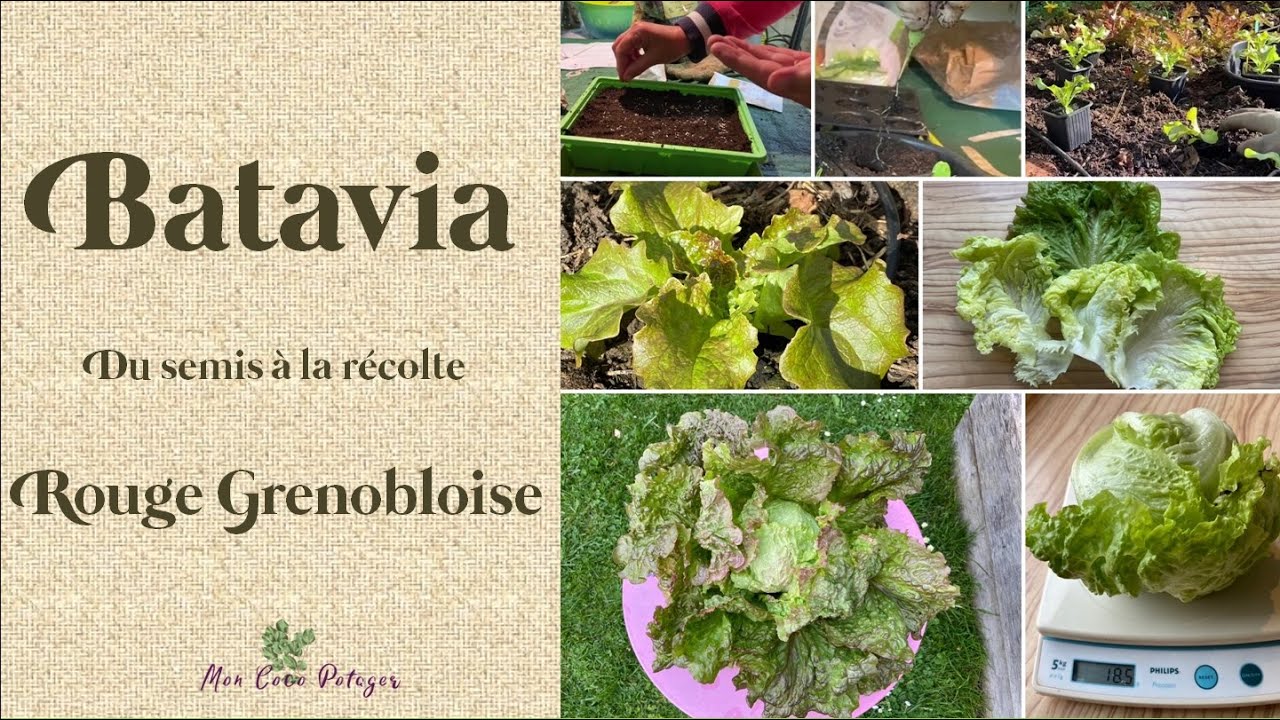 Batavia Rouge Grenobloise du semis à la récolte