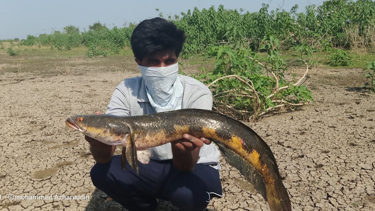Giant Snakehead fish catching murrel fish catch India Fisherman #mdkhaju