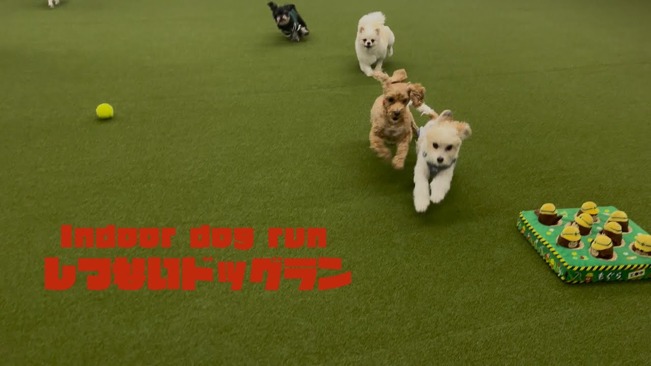 こむぎ、友達と室内ドッグランで大はしゃぎ🐶／Puppy goes wild at indoor dog park
