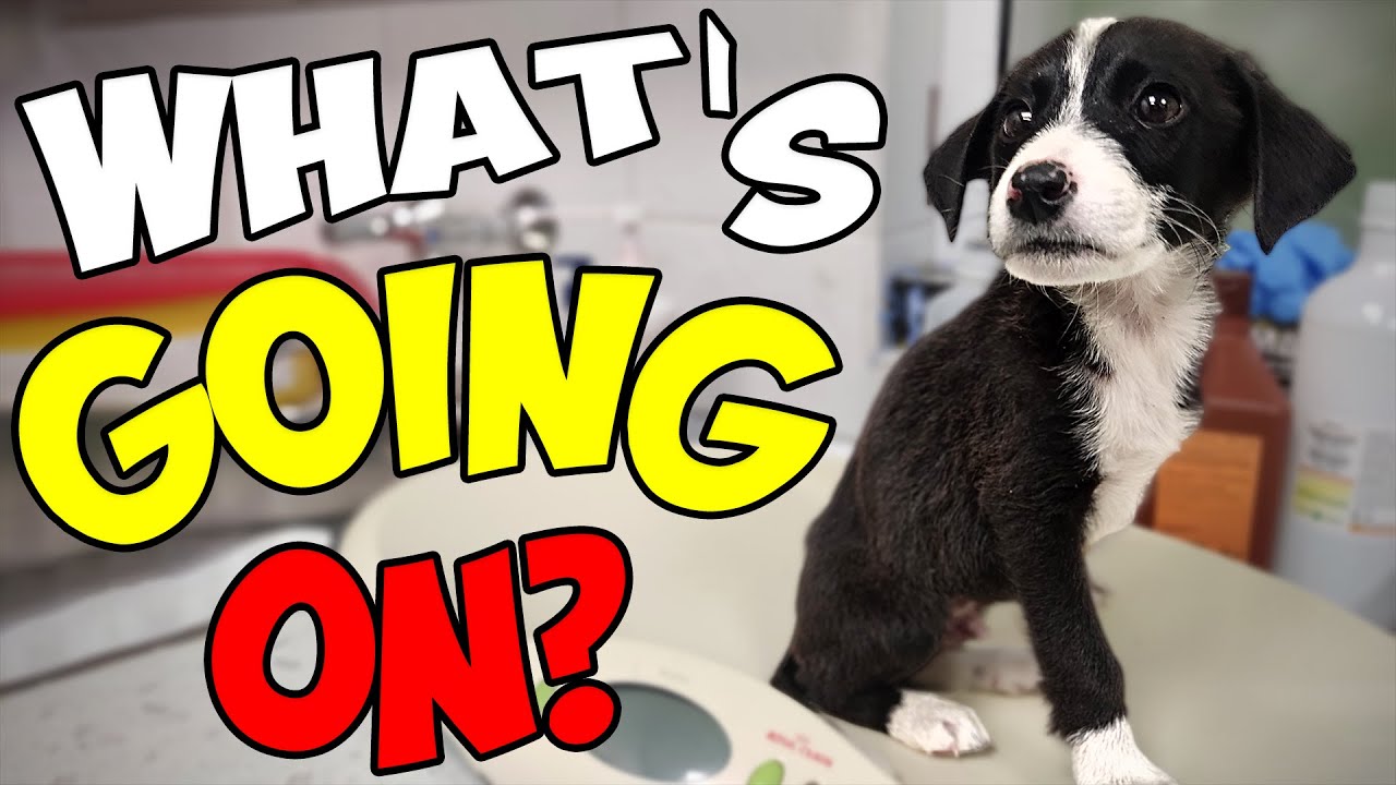 Abandoned Puppy's Life Changes Completely after being Rescued