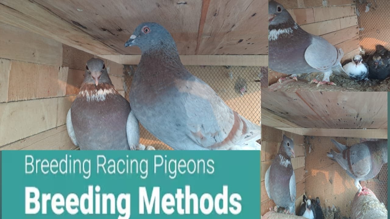 racing pigeon breeding tips