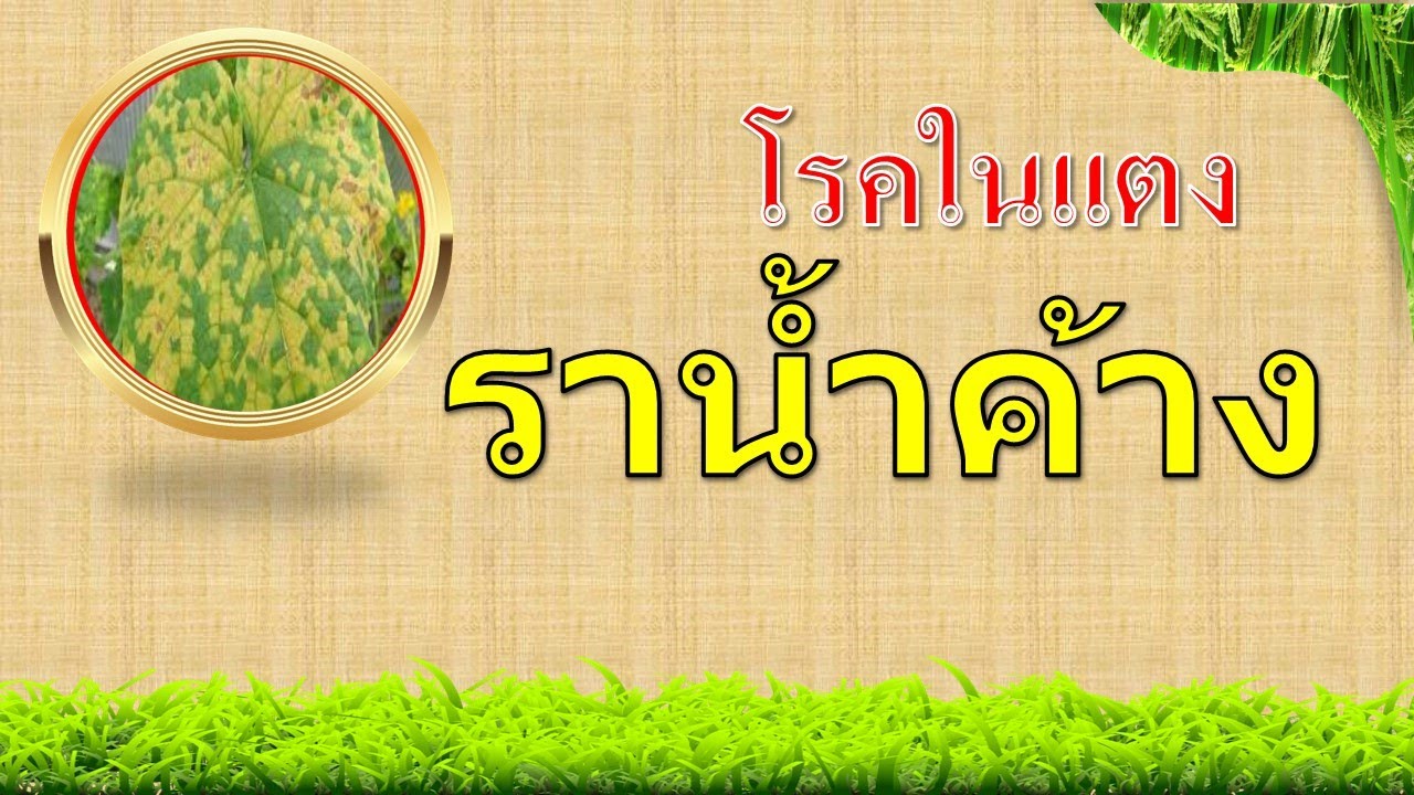 โรคราน้ำค้าง...แตงกวา