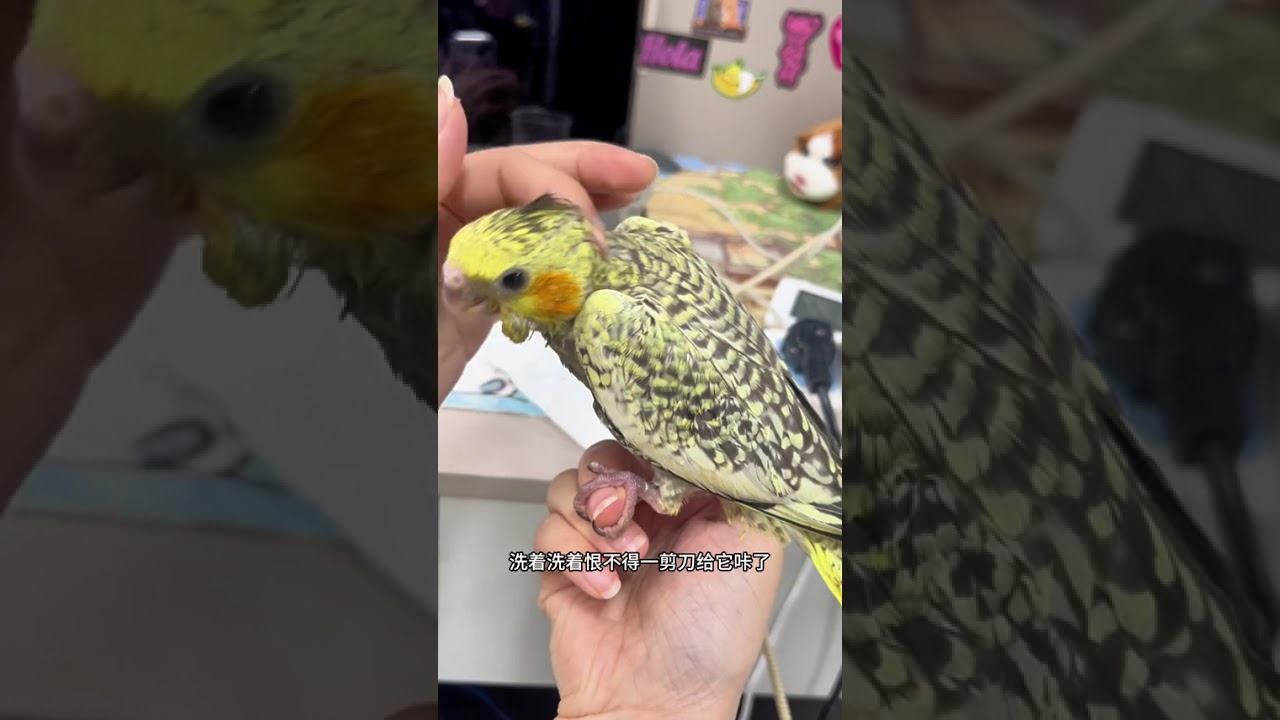 Raising a Parrot: My 0-Day Hand-Raising Journey to a Family Hero