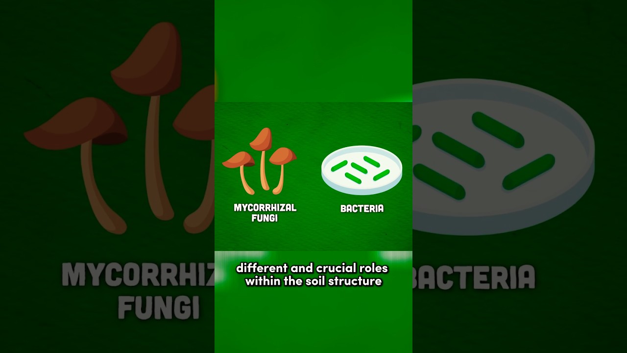 Why Bacteria & Fungi are Essential for Soil Health 🌱