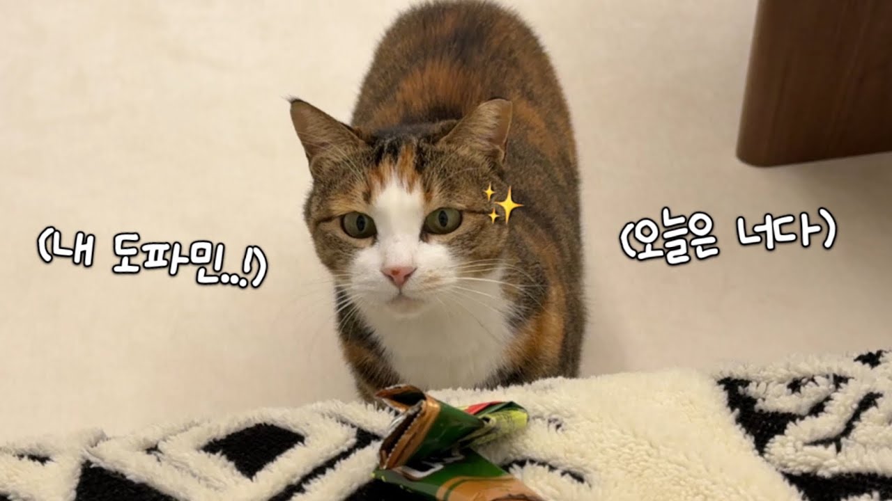 온다... 나의 도파민...! 집사가 몰랐던 진짜 광기🔥