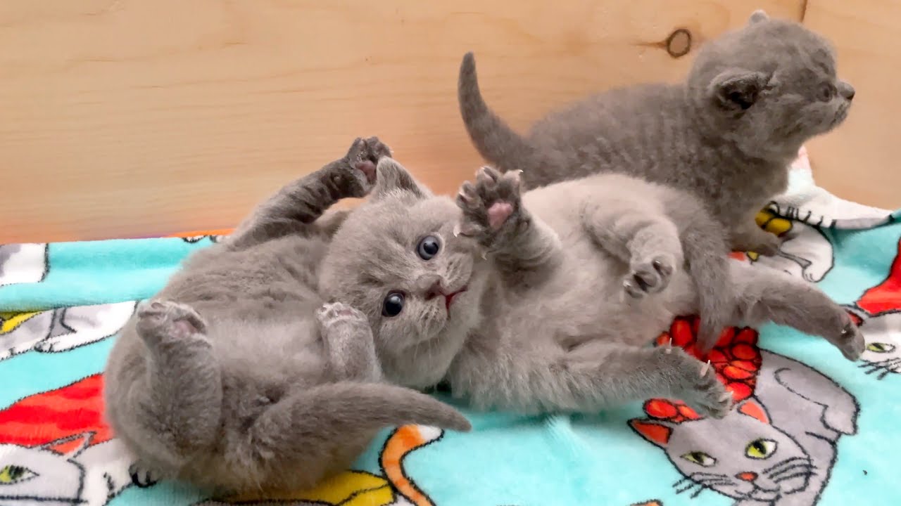 Милые и смешные видео с кошками! Милые британские короткошерстные котята и мама-кошка