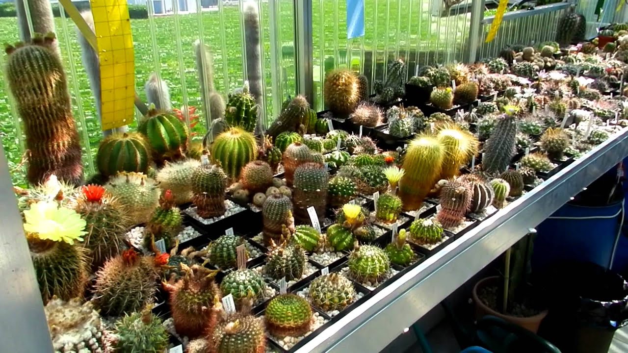 my cacti collection summer 2011