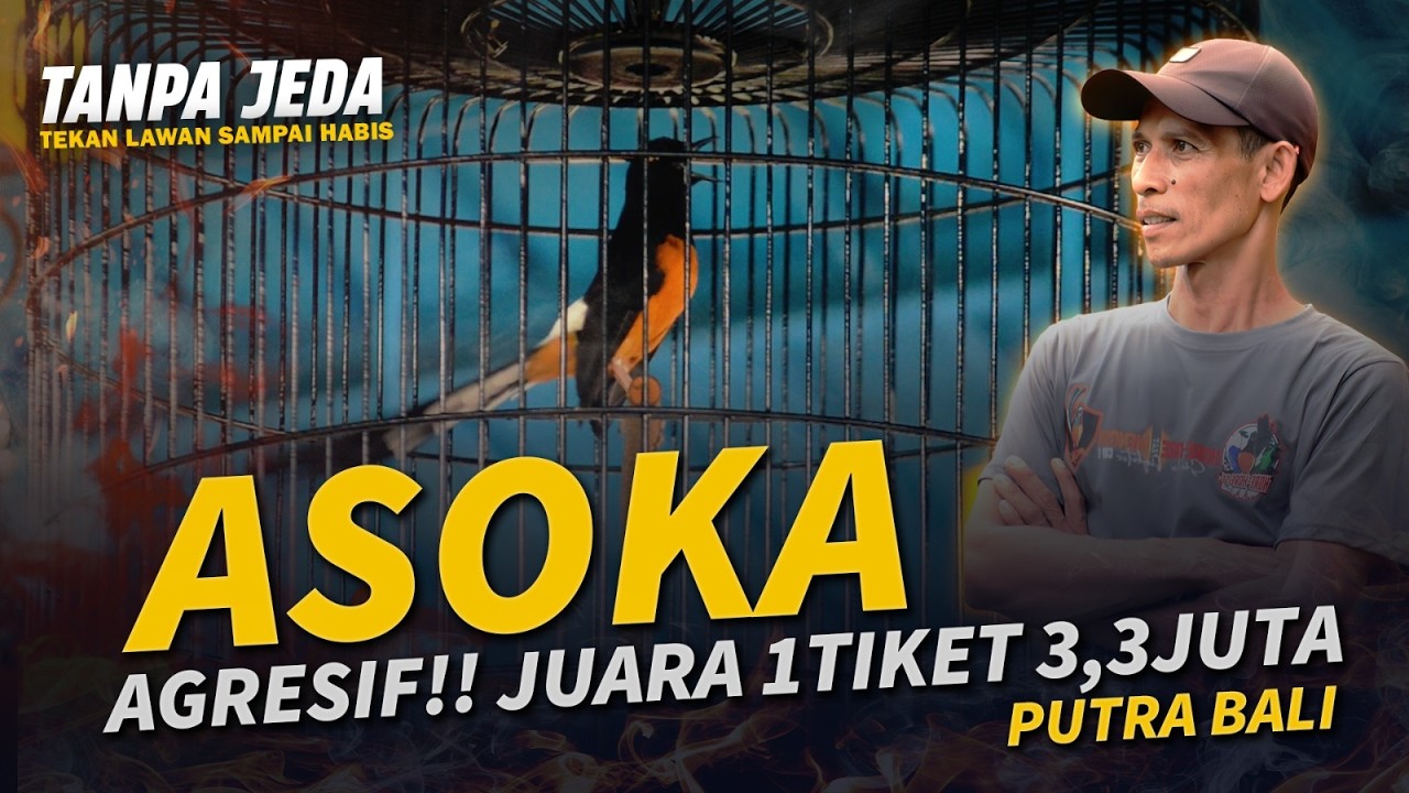 TETAP TOP🔥 Murai Batu ASOKA Juara 1 Tiket 3,3Juta - 4th Annivrsary AMM feat Juri SMM
