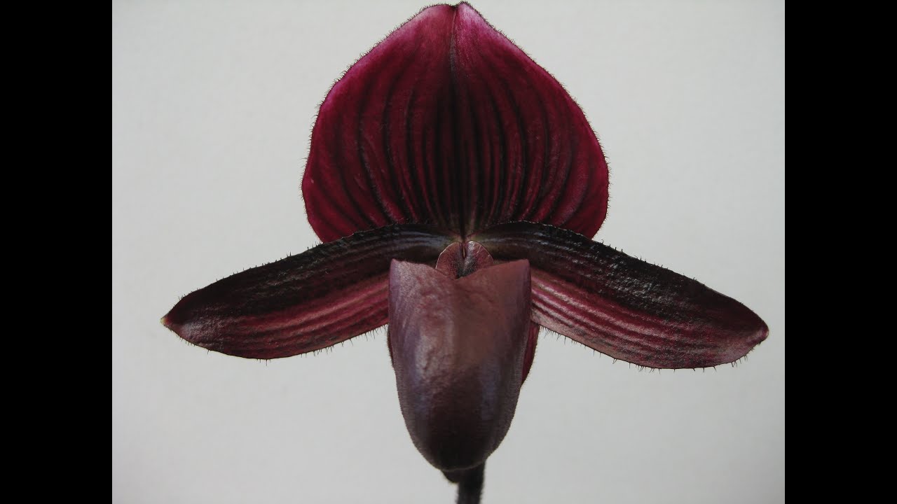 Paphiopedilum Orchids