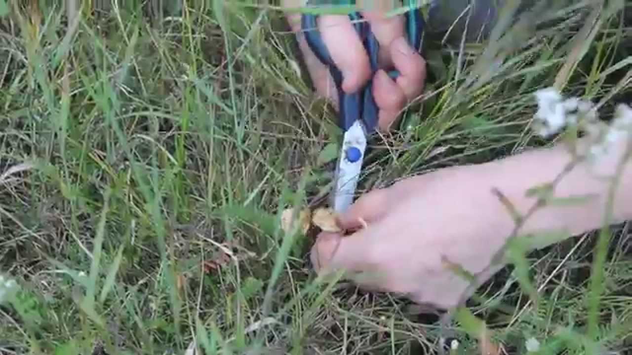 За грибами в поле. Опёнок луговой. Часть 2