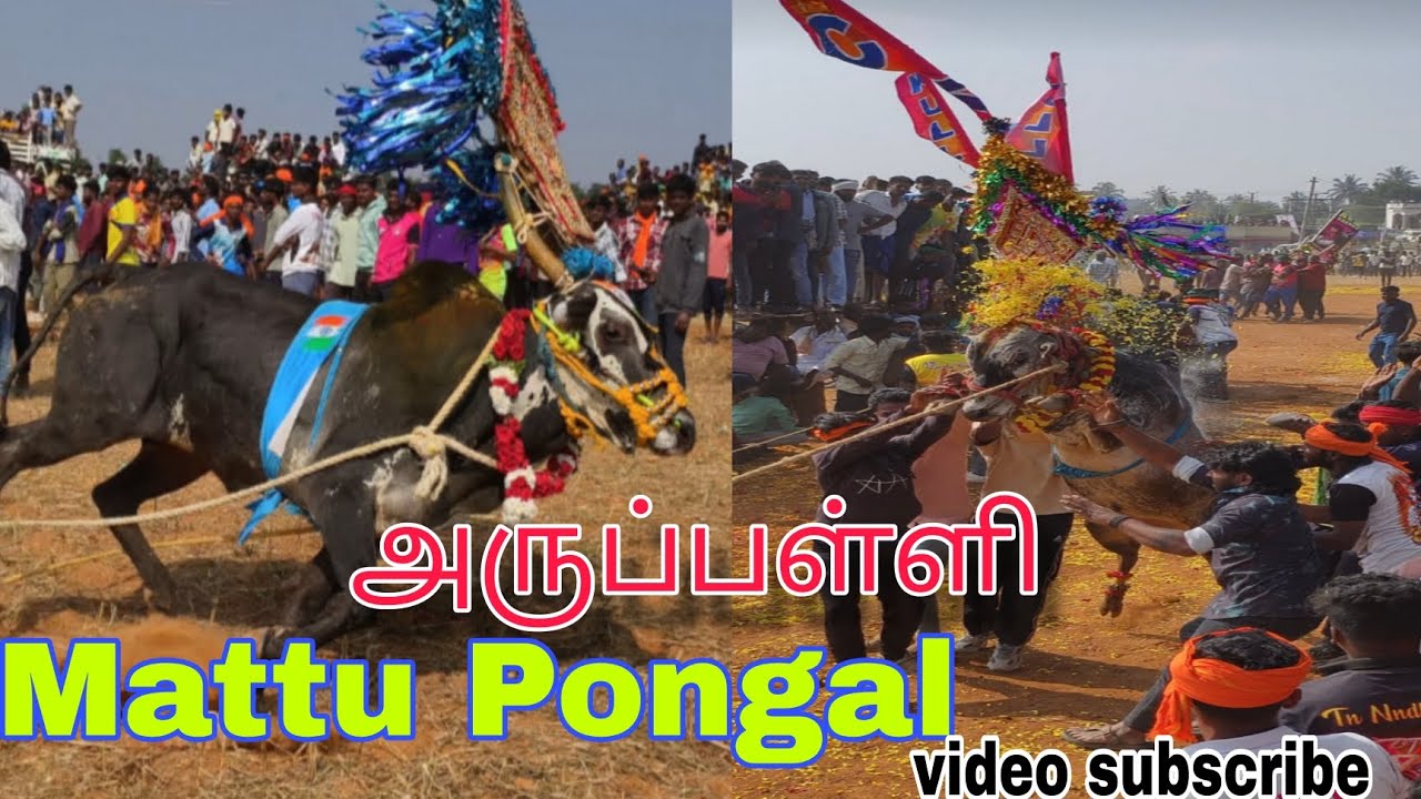 அருப்பள்ளி, மாட்டு பொங்கல் 2026#Aruppalli#tending #jallikattu #vairal #vlog #vairalvideo 