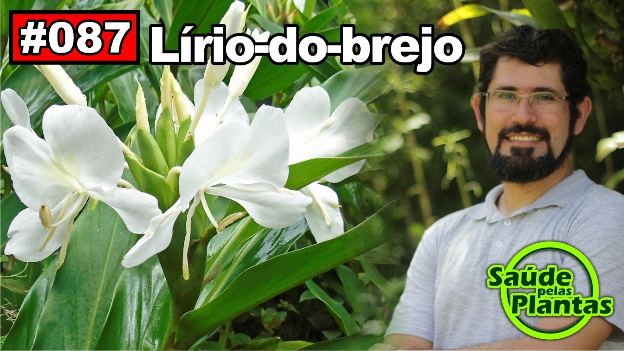 Saúde Pelas Plantas - Lirio do Brejo [calmante, hipertensão, anti-inflamatório, analgésico]