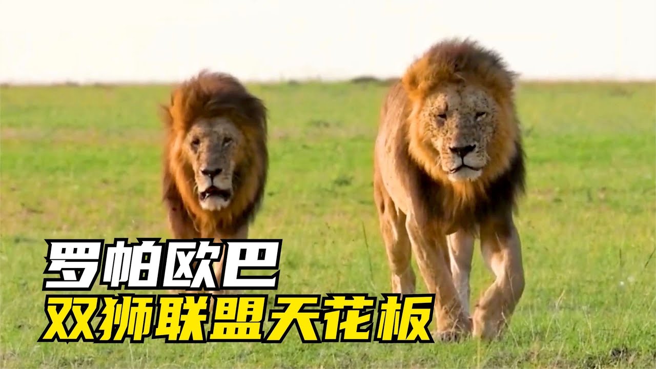 情聖巨獅羅帕：雄獅不服老，至死仍少年「Lion King」