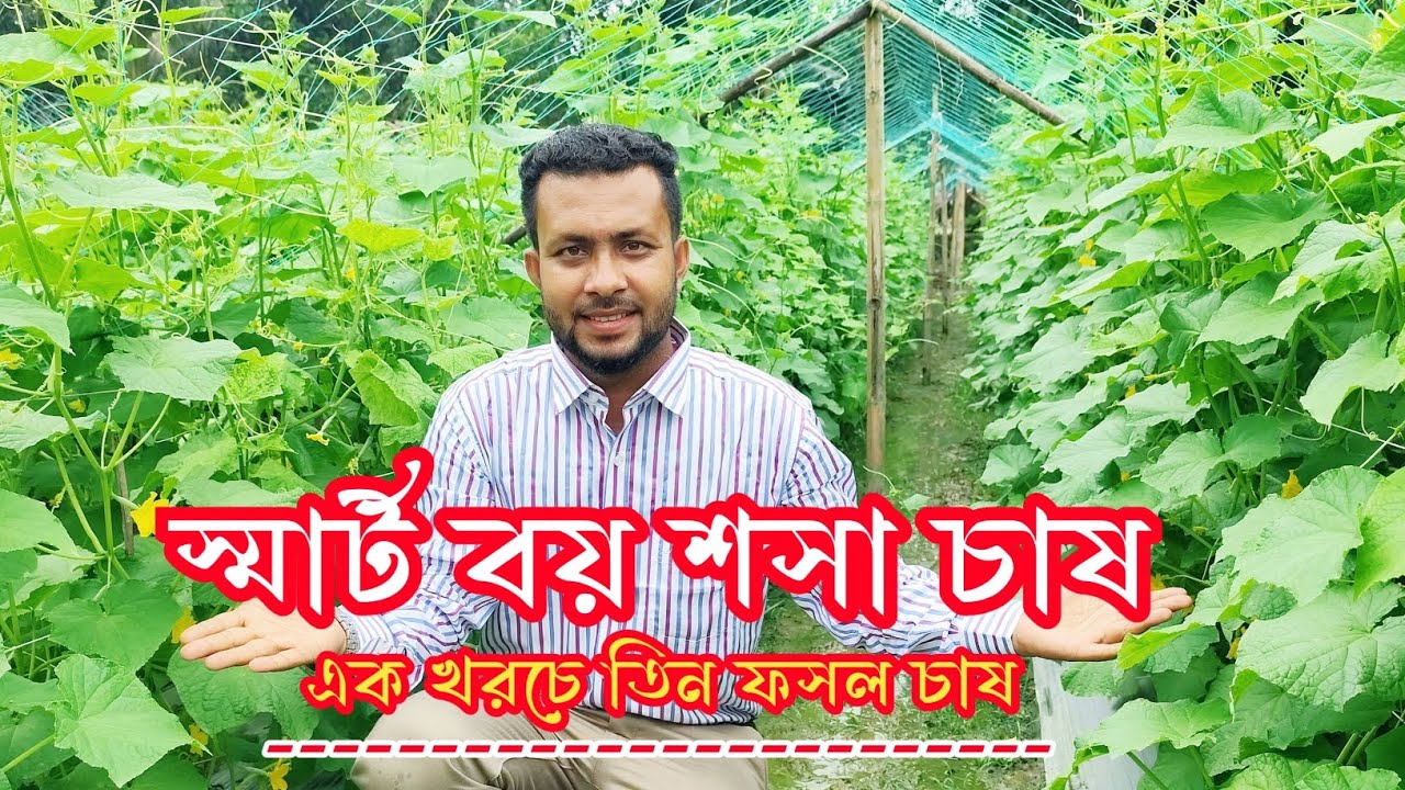 স্মার্ট বয় শসা চাষে আলোড়ন সৃষ্টি!  আধুনিক পদ্ধতিতে একই মাচায় একের পর এক তিন ফসল চাষ। 