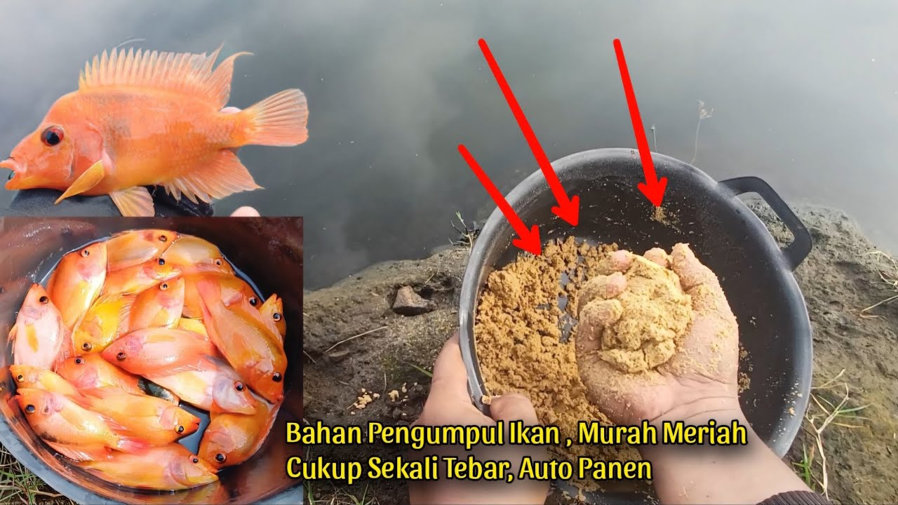 PAKAI CARA INI BUAT MANCING RED DEVIL, DIJAMIN IKAN KUMPUL 1 TITIK&bull; Ikan INVASIF SUPER Di Cikarang