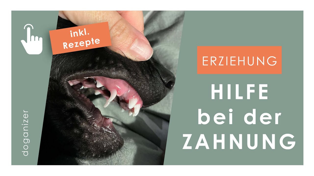 1. Hilfe beim Zahnwechsel | Welpe | Hund im Zahnwechsel