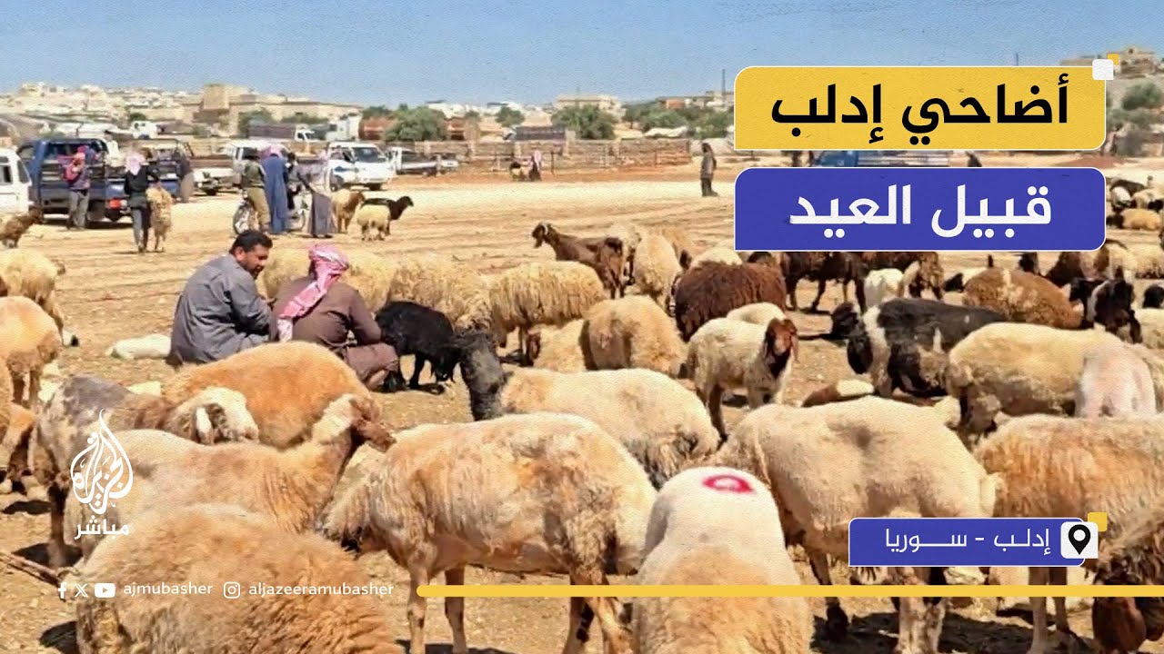 قبيل عيد الأضحى.. ما أسعار المواشي في إدلب؟