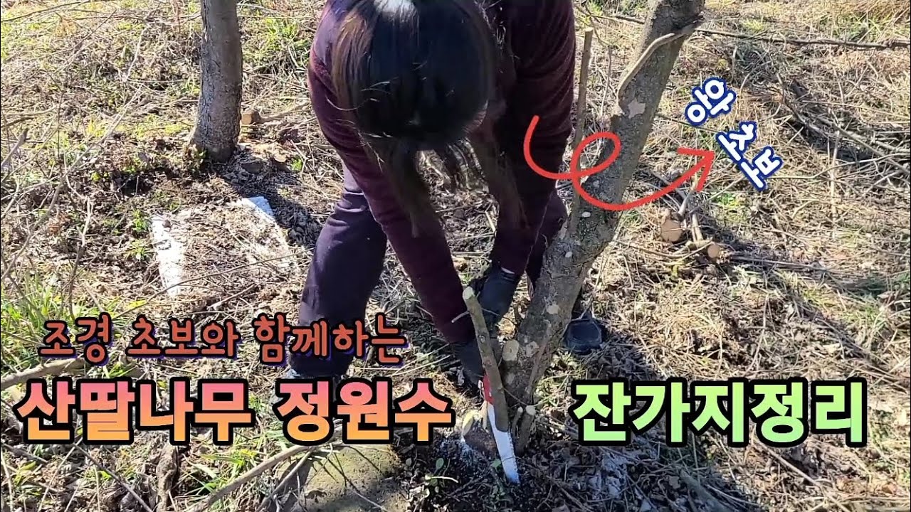 산딸나무, 정원수 잔가지 정리만으로도 나무가 달라져요 #정원수 #산딸나무 #가지치기 #님사랑 #임업후계자 #조경수 #특수목