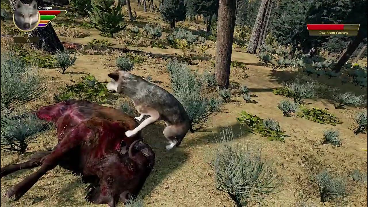 Chopper's Story
