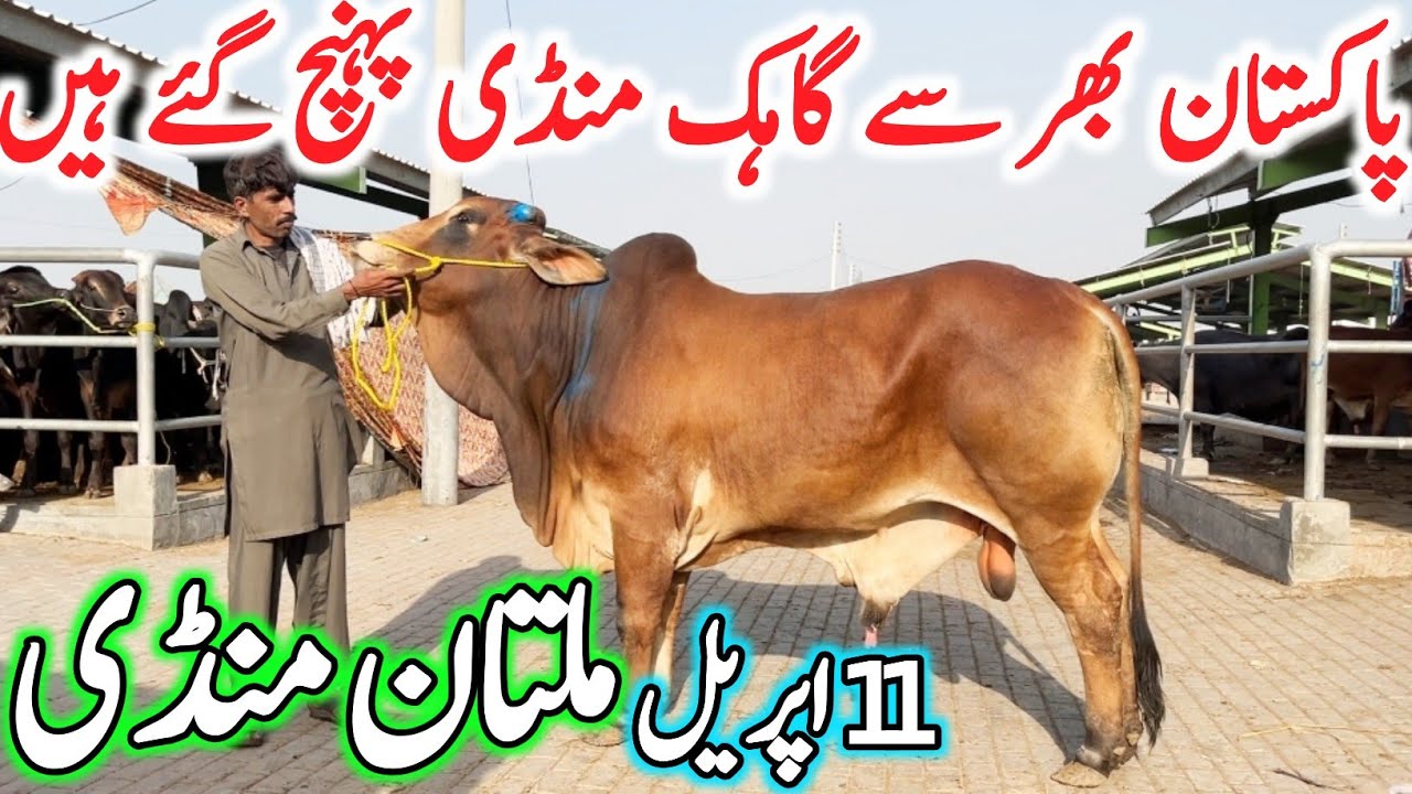 Today Multan Cow Mandi 2026 Fresh Latest Update Video | Sahiwal Cholistani Brhaman Bachre | Chand TV