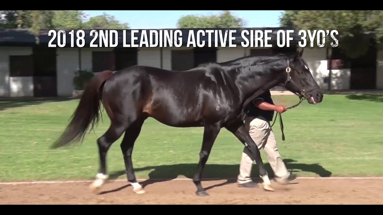 Gimmethegreenlight - Breeding To Win 2019 (Tellytrack)