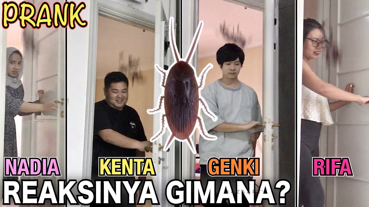 KECOA BANYAK TURUN DARI ATAS!!