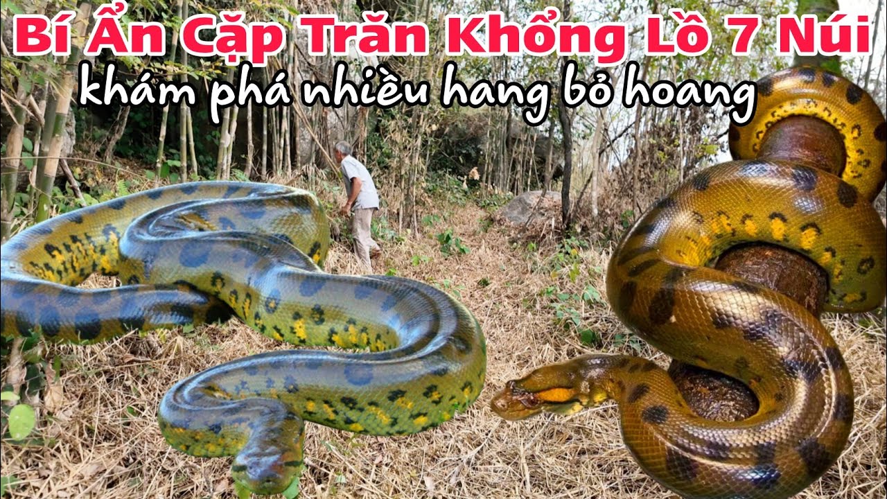 Chuyện Nổi Ốc Cục quá linh cặp trăn khủng trở về thăm nhà trả ơn bí ẩn kho báu 7 núi và ông khỉ bạch
