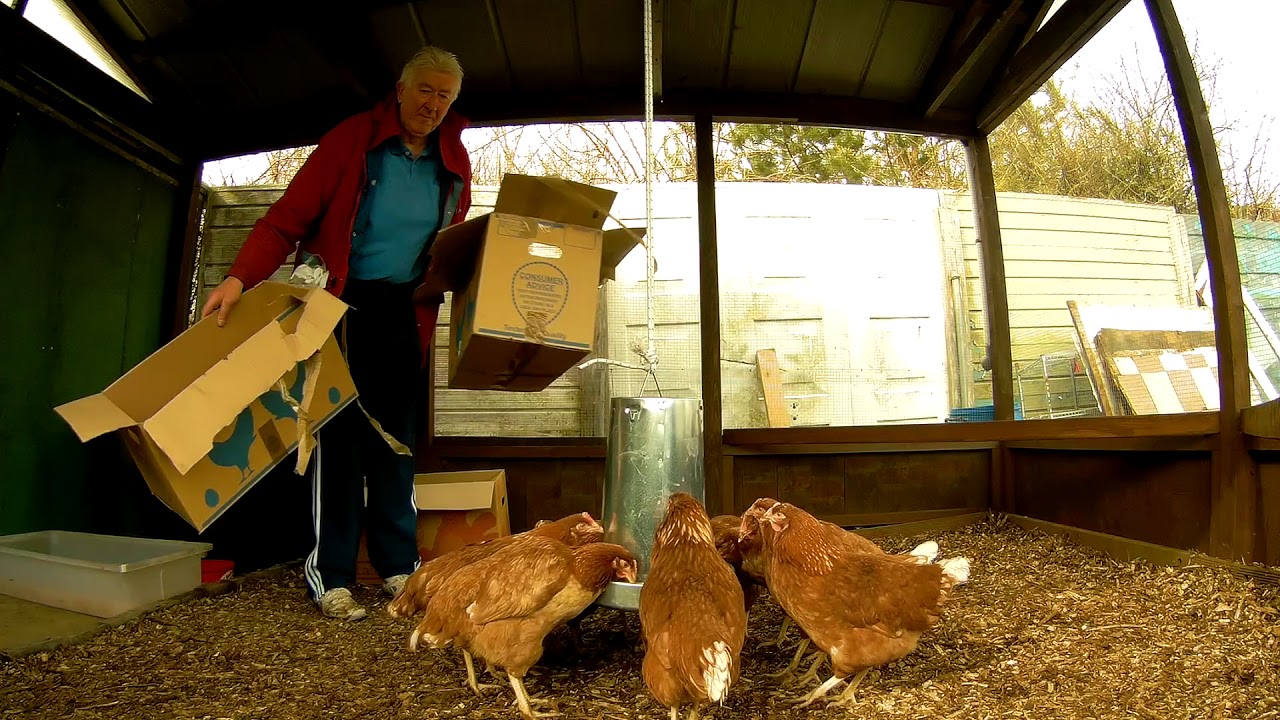 Chickens first day 7/4/18