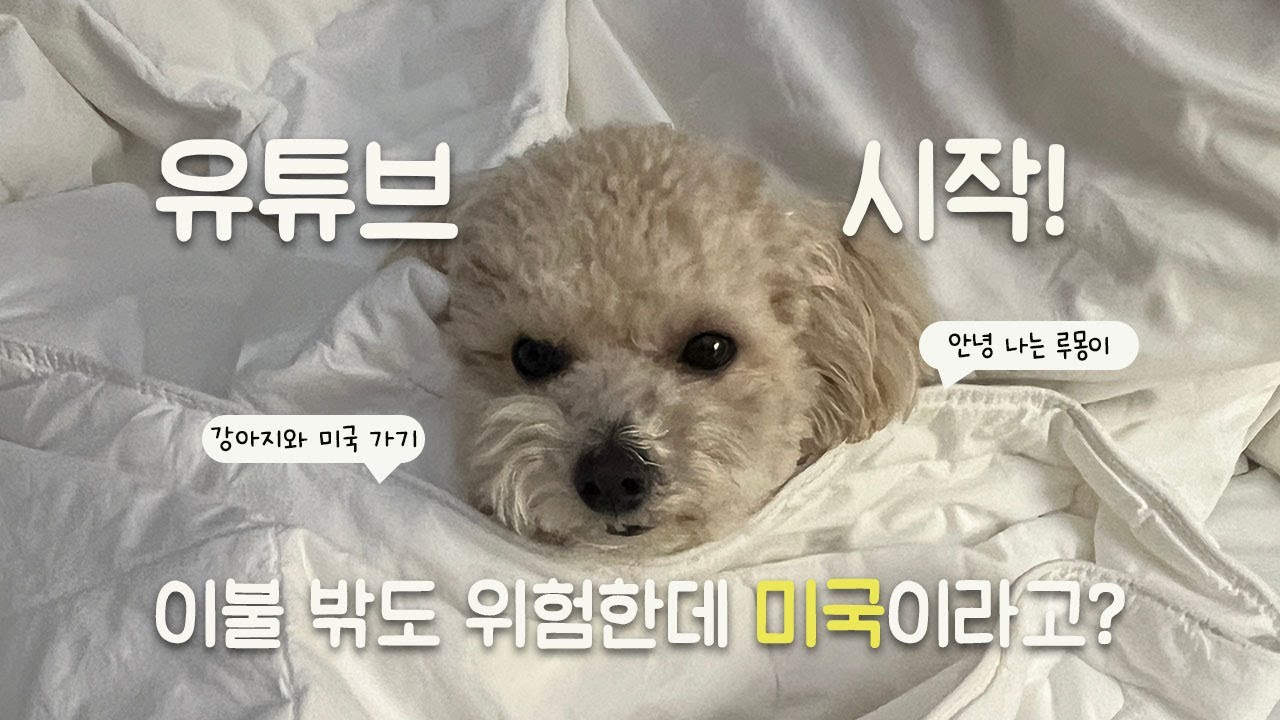 🇺🇸 결혼하자마자 미국 시골로 왔습니다 | 루몽이와의 우당탕탕 미국 입국 & 적응기