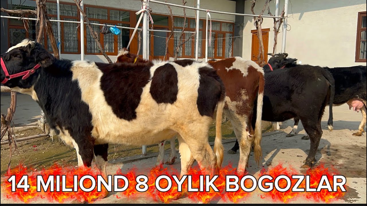 KARIM TOGAMDAN YANNA BOGOZLAR 14 MILONGAXAM BOGOZLAR BOR 